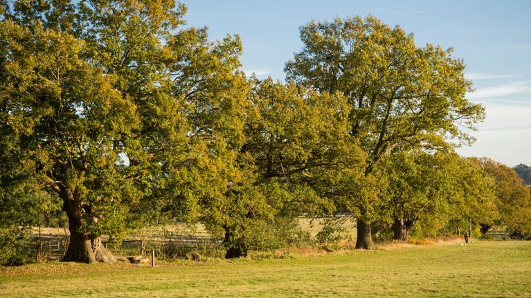 Autumn trees at Flatford, Suffolk